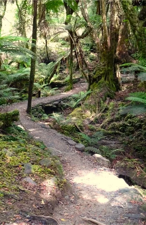 Conférence Voyage initiatique en NZ au coeur de la naturopathie 2025